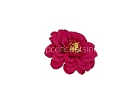Dahlia Flower - Fuchsia