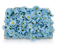 Soft Blue Daisy Flowers