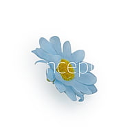 Soft Blue Daisy Flowers