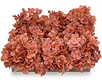 Indian Red Hydrangeas