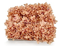 Cantaloupe Hydrangeas