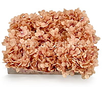 Cantaloupe Hydrangeas