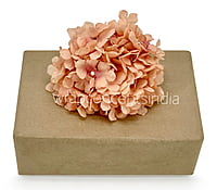 Cantaloupe Hydrangeas