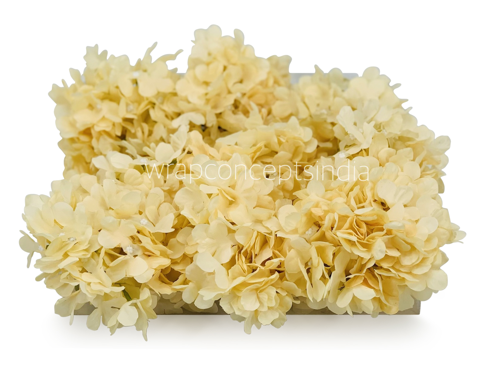 Egg Nog Hydrangeas