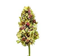 Hydrangeas Stem