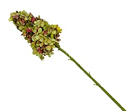 Hydrangeas Stem