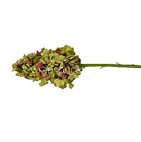 Hydrangeas Stem