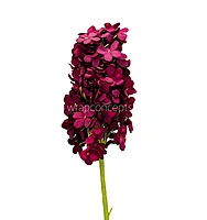 Hydrangeas Stem