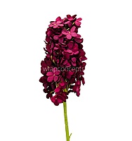 Hydrangeas Stem