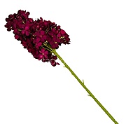 Hydrangeas Stem
