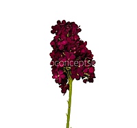 Hydrangeas Stem