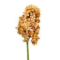Hydrangeas Stem