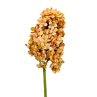 Hydrangeas Stem