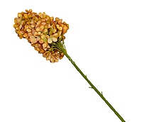 Hydrangeas Stem