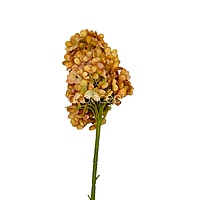 Hydrangeas Stem