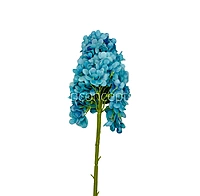 Hydrangeas Stem