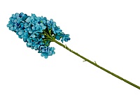 Hydrangeas Stem