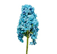 Hydrangeas Stem