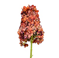 Hydrangeas Stem