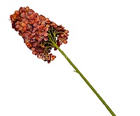 Hydrangeas Stem