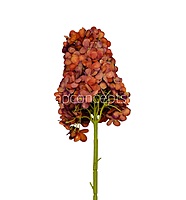 Hydrangeas Stem