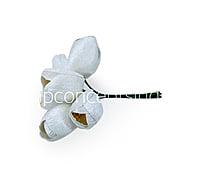 White Tulip Bud on Stick