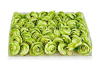 Small Peony-Lime Green