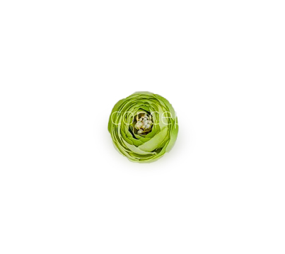 Small Peony-Lime Green