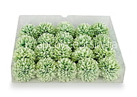 Carnation - Pistachio Green