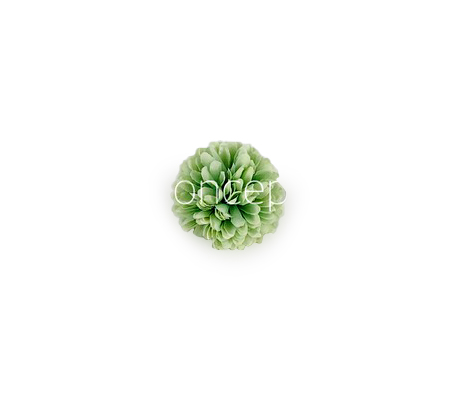 Carnation - Pistachio Green