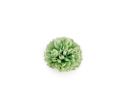 Carnation - Pistachio Green
