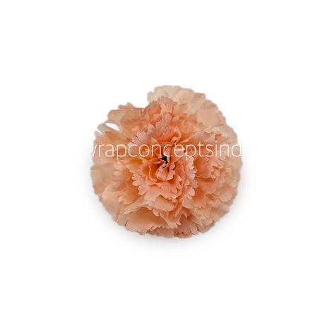 Melon Carnation