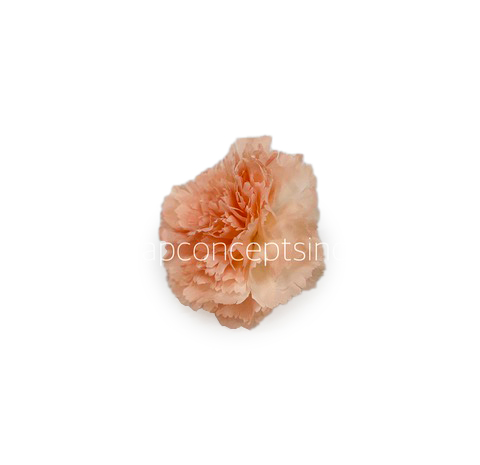 Melon Carnation