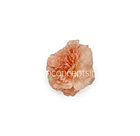 Melon Carnation