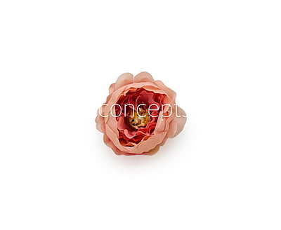 Flamingo with hints of Pink Peonies