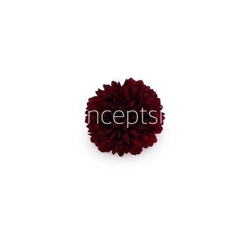 Carnation- Maroon