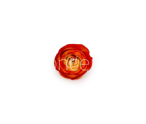 Small Peony- Orange