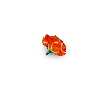 Small Peony- Orange