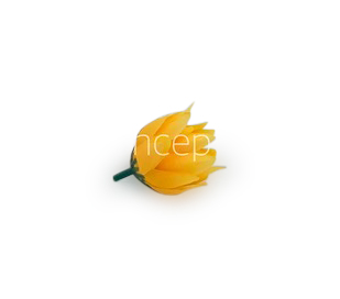 Bell Flower - Mango Yellow