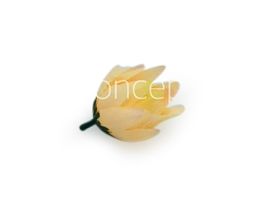 Bell Flower - Cream Yellow