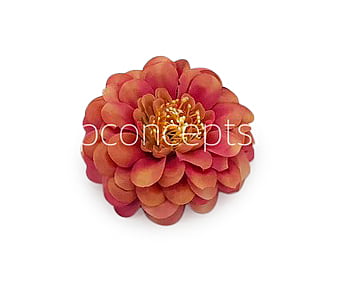 Dahlia - Blush With Hints of Pink