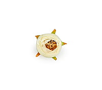 Peony Medium -Ivory