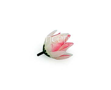 Bell Flower - White With Hits Of Pink