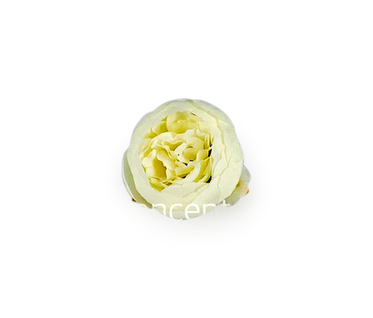 Peony - Ivory