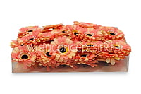 Peach with hints of Lemon Gerberas