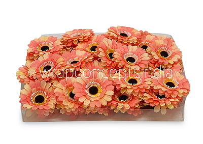 Peach with hints of Lemon Gerberas