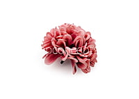 Pinkish Red Carnation
