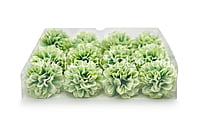 Chinoise Green Carnation