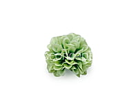 Chinoise Green Carnation