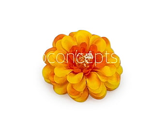 Dahlia Flower - Sunshine Yellow with hints of Orange